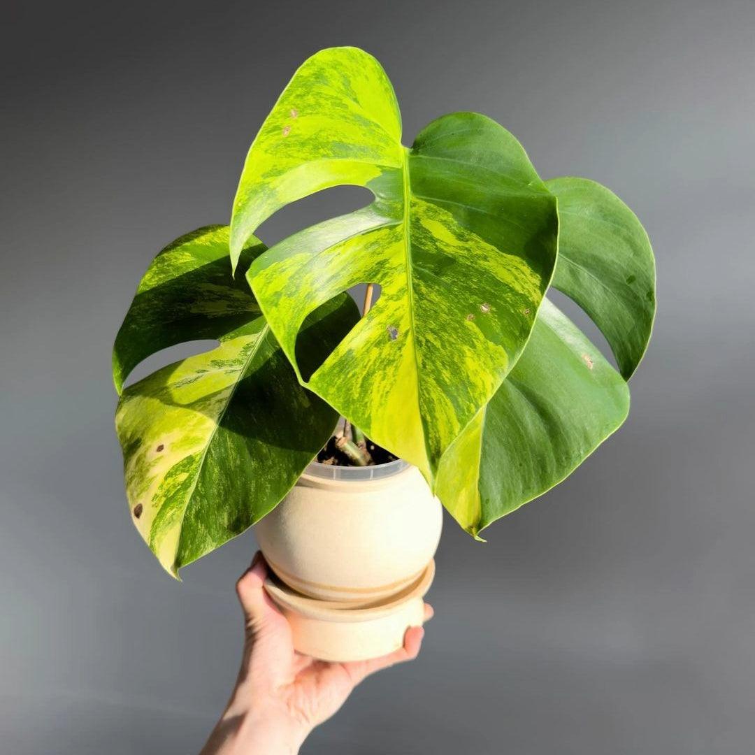 Variegated Monstera Aurea Mature Plant (3 - 4 Leaves) | Grower Pick