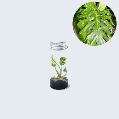 Premium Variegated Monstera Thai Constellation Tissue Culture Plant