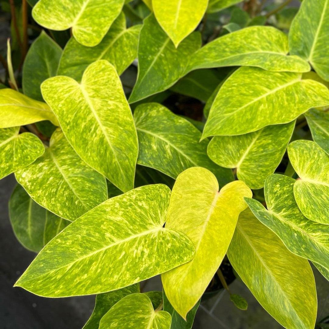 Variegated Philodendron Painted Lady Tissue Culture Plant