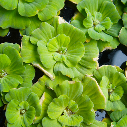 Water Lettuce Floater Plants