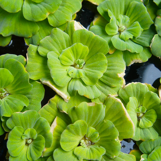 Water Lettuce Floater Plants