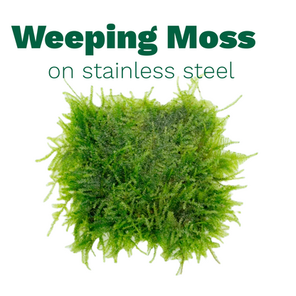 Weeping Moss on Stainless Steel