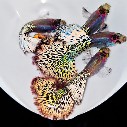 White Leopard Guppy Fish