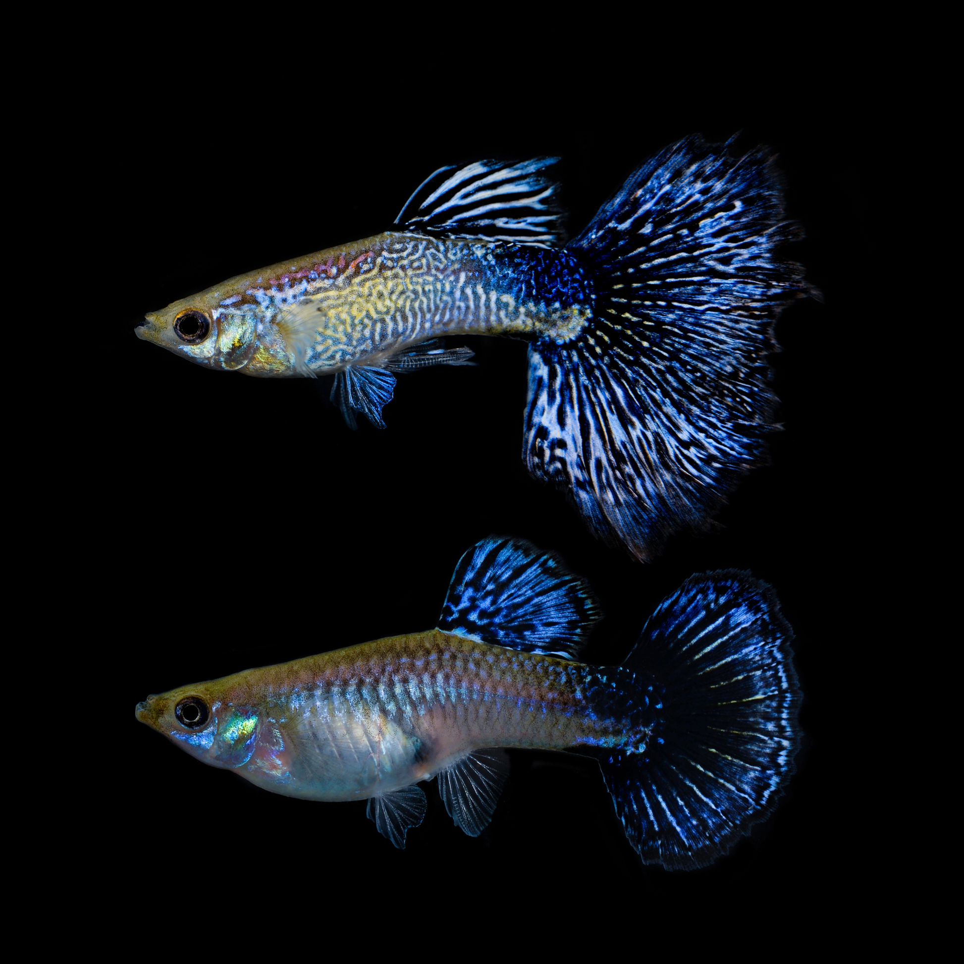 White Tiger Guppy Fish