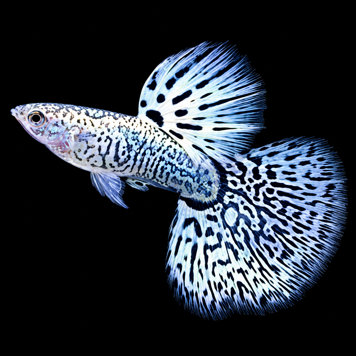 White Tiger Guppy Fish