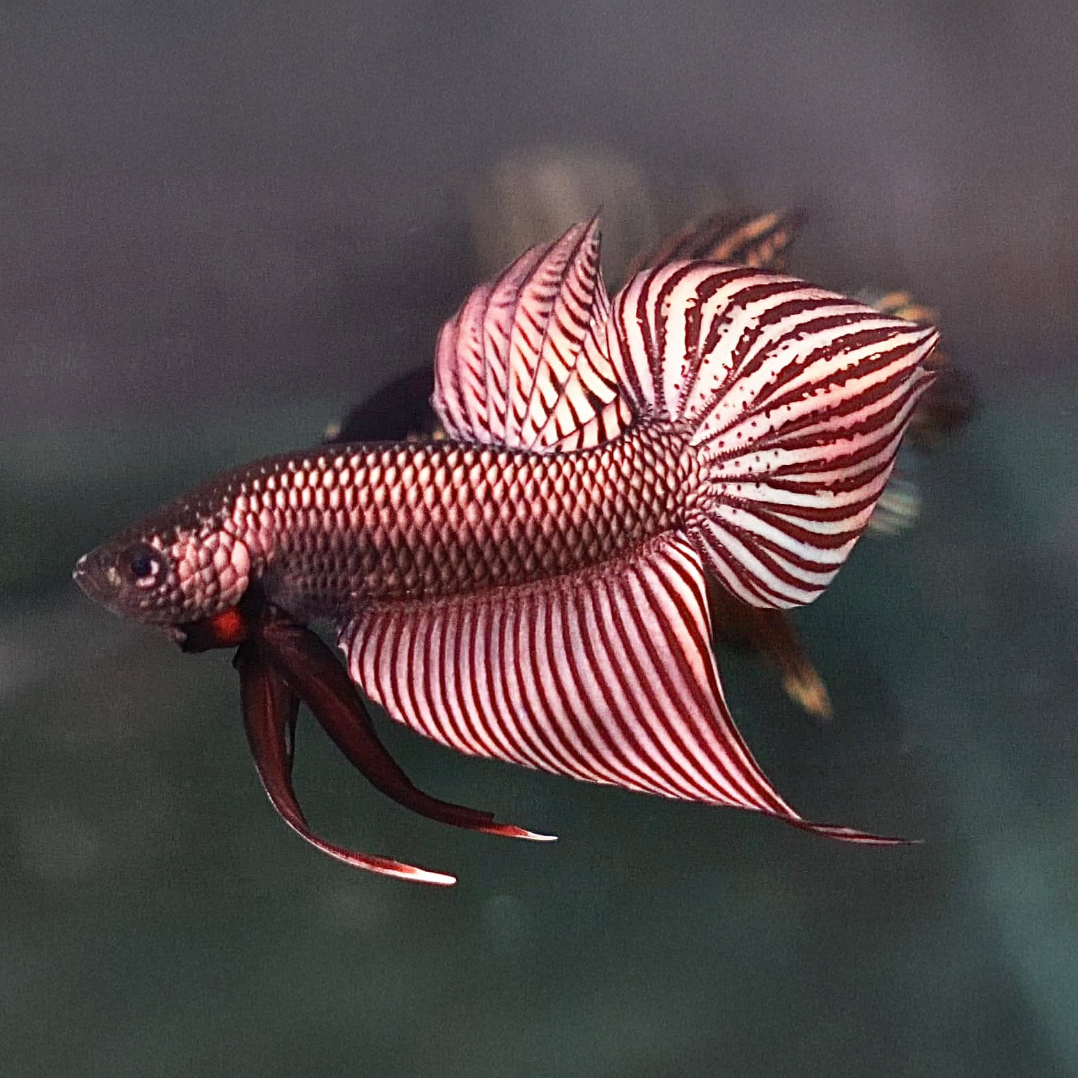 Wild Betta Copper Mahachaiensis