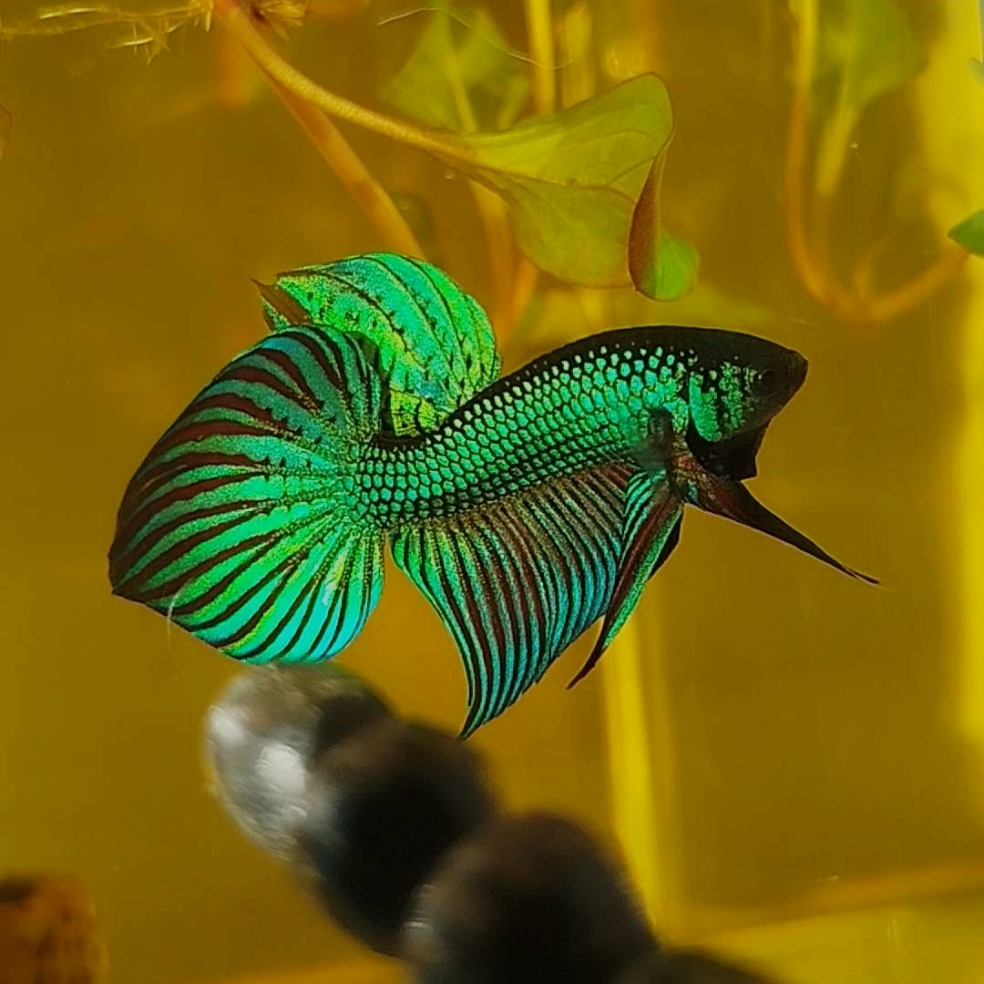 Wild Betta Green Mahachaiensis