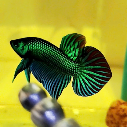 Wild Betta Green Mahachaiensis