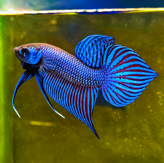 Wild Blue Mahachaiensis Male Betta Fish