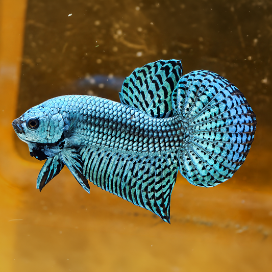 Wild Alien Gray Male Betta Fish