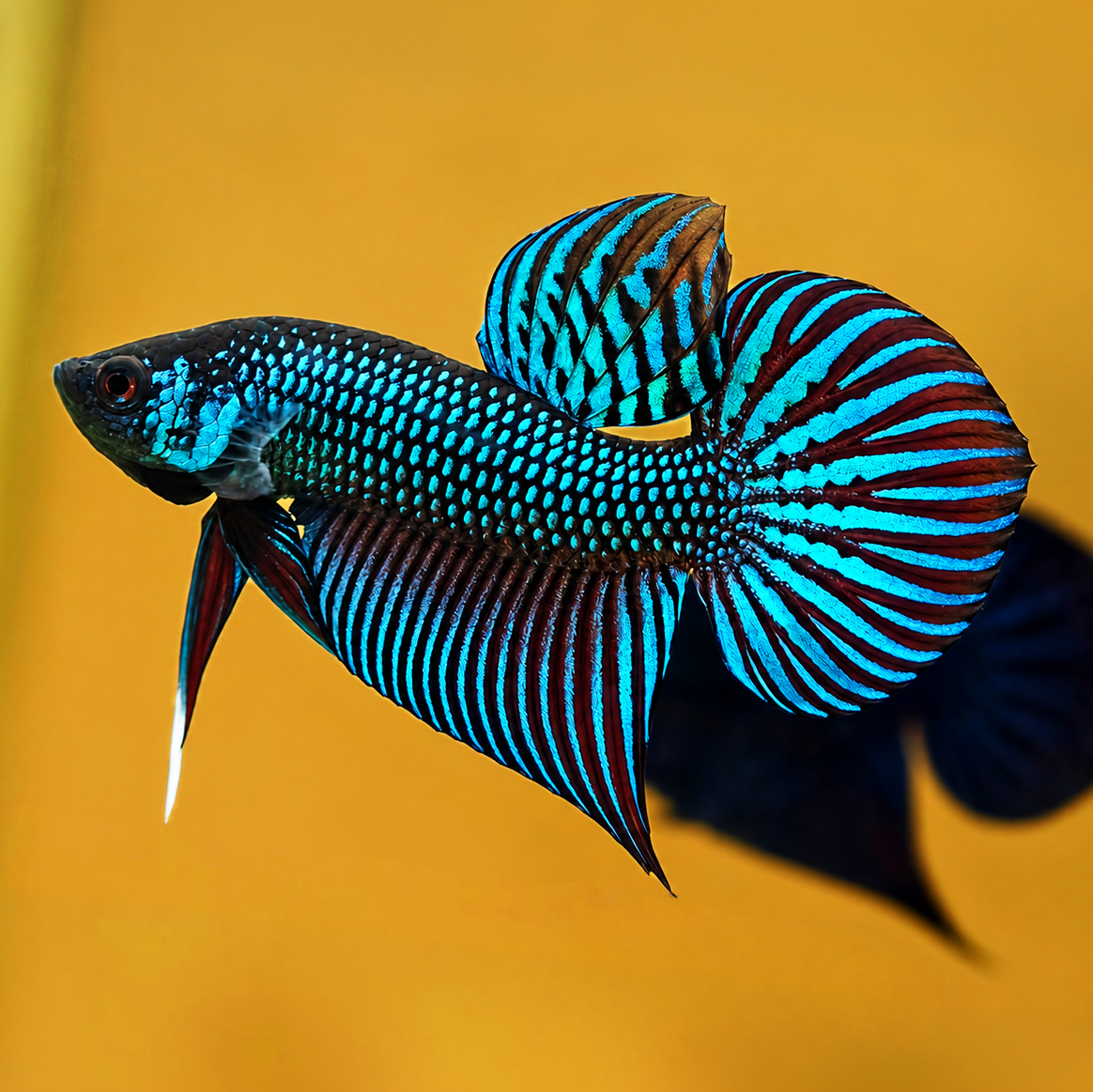 Wild Gray Mahachaiensis Male Betta Fish