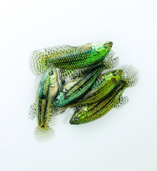 Green Alien Female Betta Fish