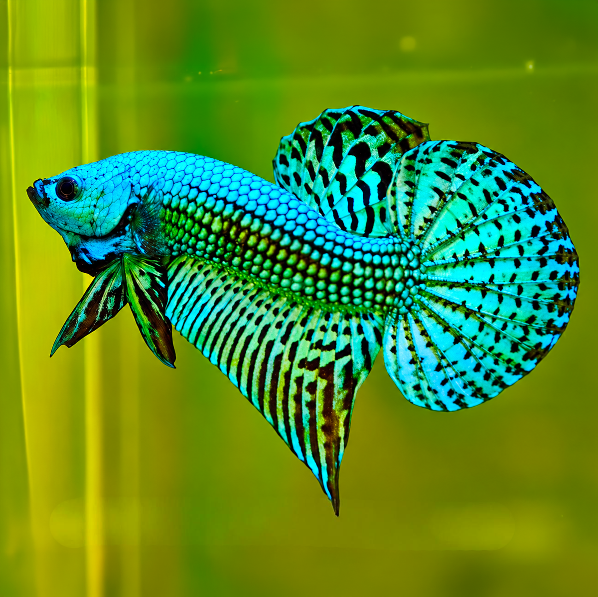 Wild Alien Green Male Betta Fish