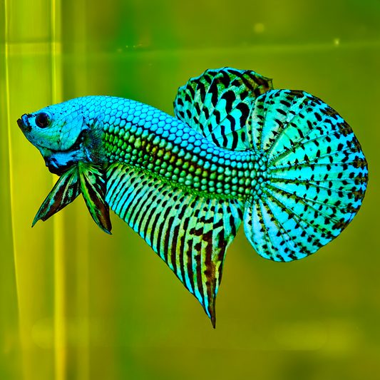 Wild Alien Green Male Betta Fish