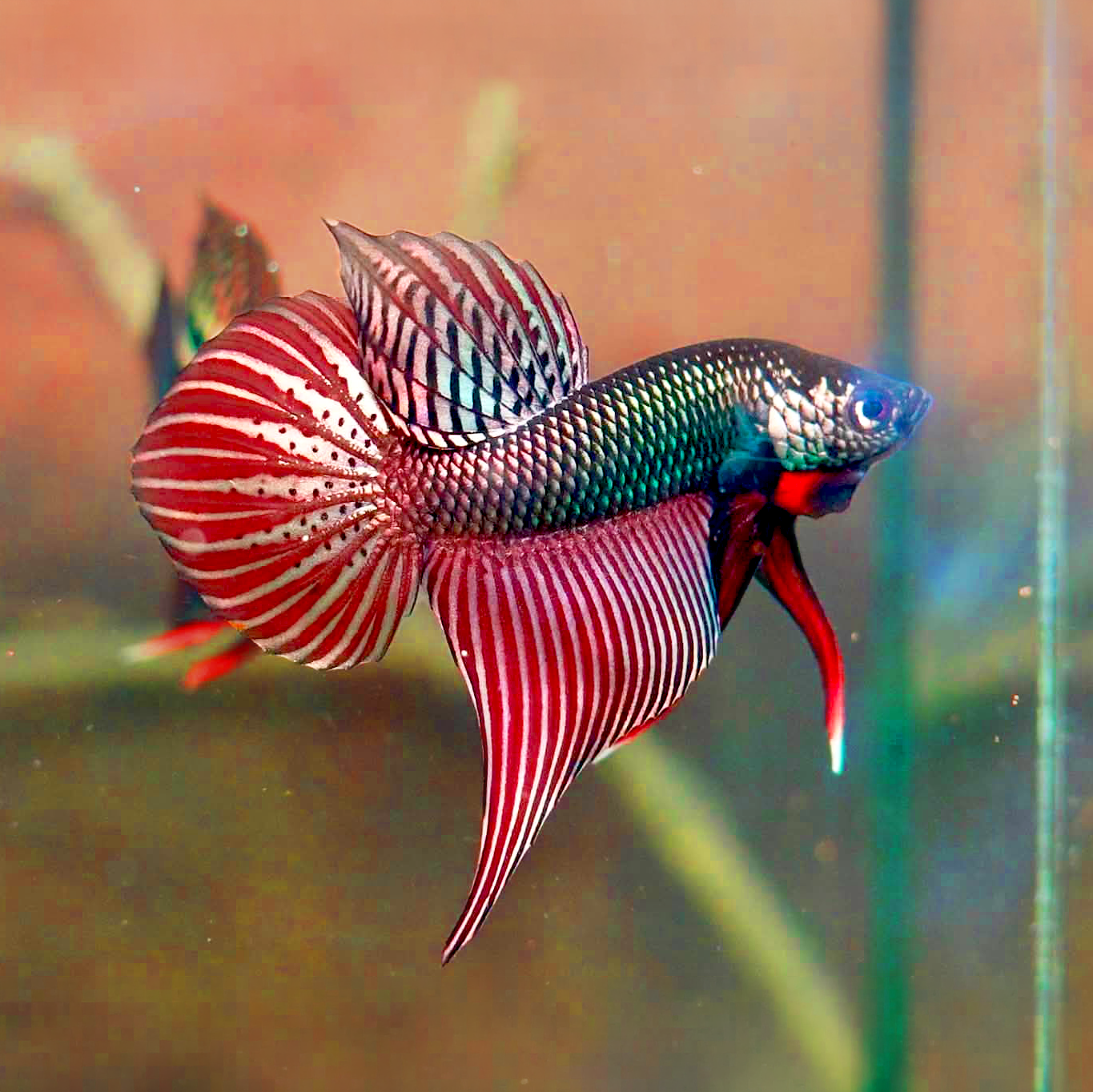 Wild Smaragdina Copper Male Betta Fish