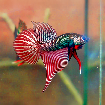 Wild Smaragdina Copper Male Betta Fish