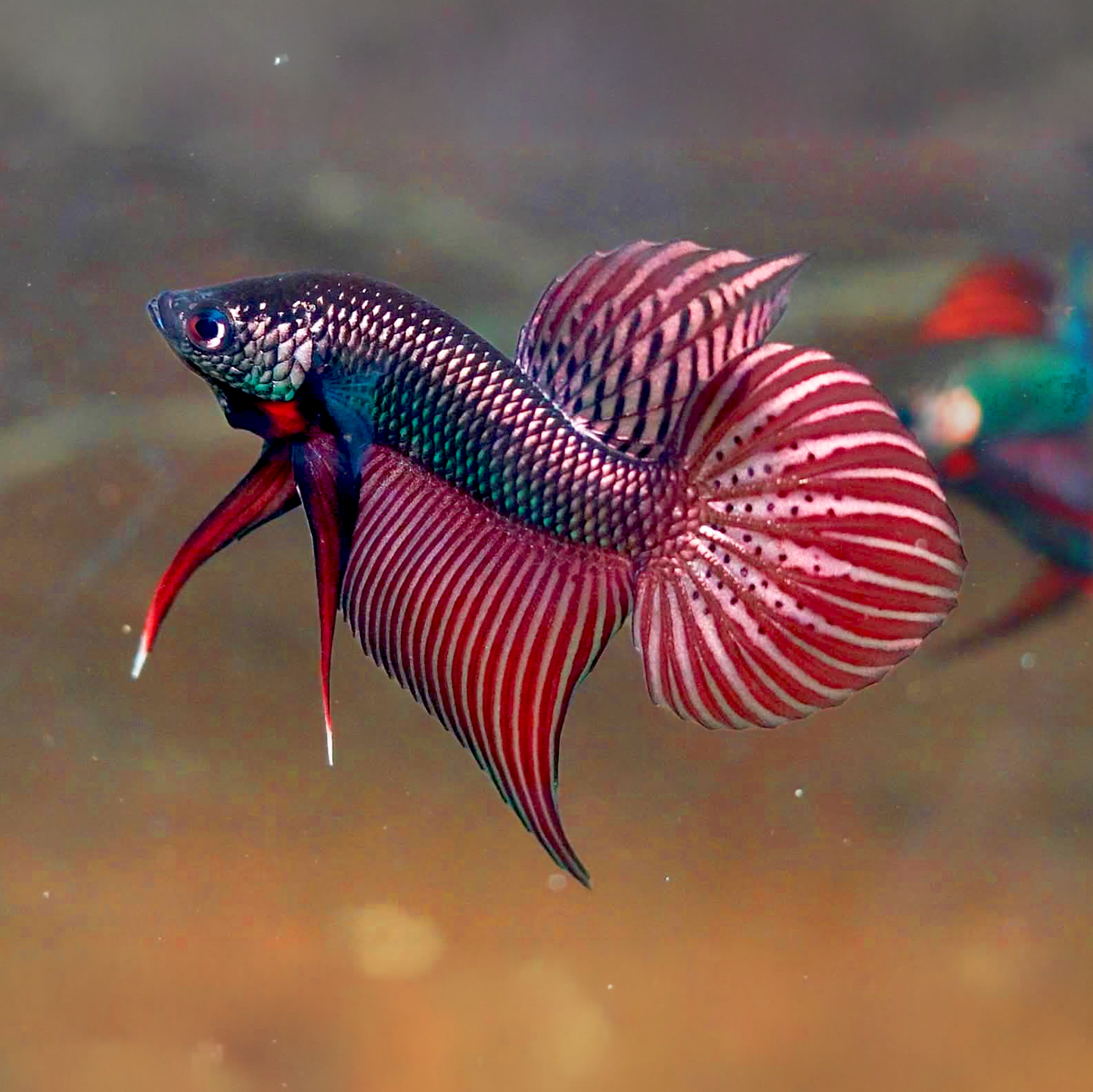 Wild Smaragdina Copper Male Betta Fish