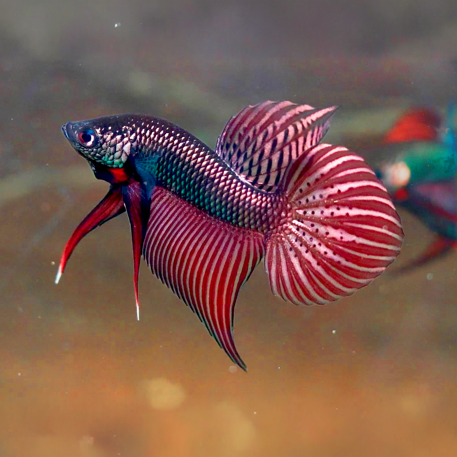 Wild Smaragdina Copper Male Betta Fish