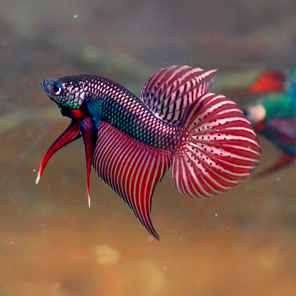 Wild Smaragdina Copper Male Betta Fish