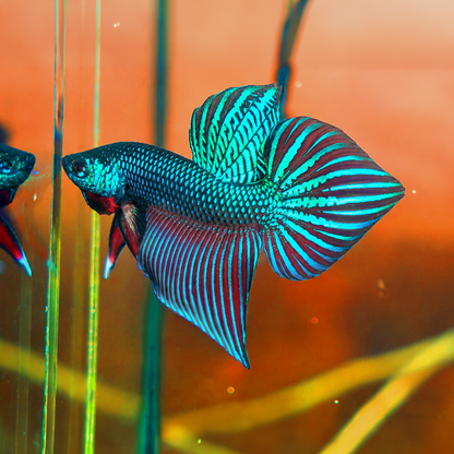 Wild Smaragdina Green Male Betta Fish