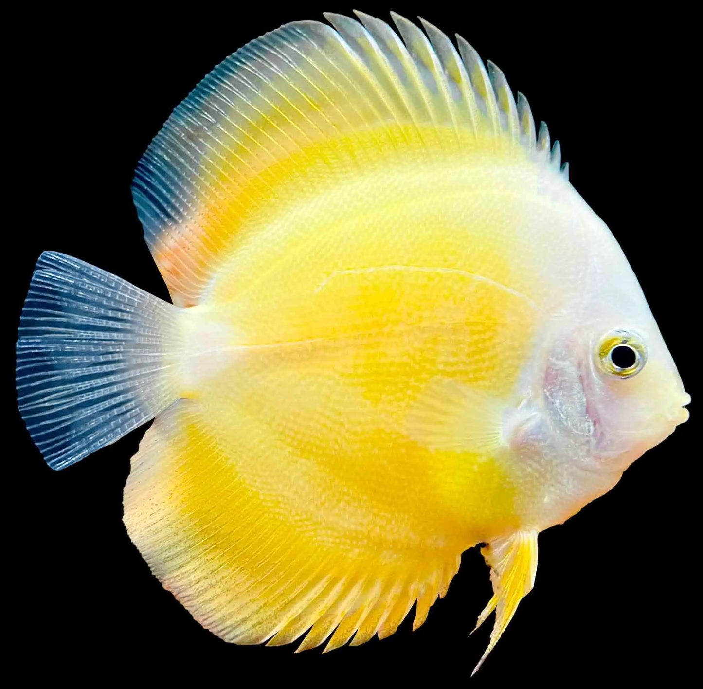 Yellow Melon Discus Fish