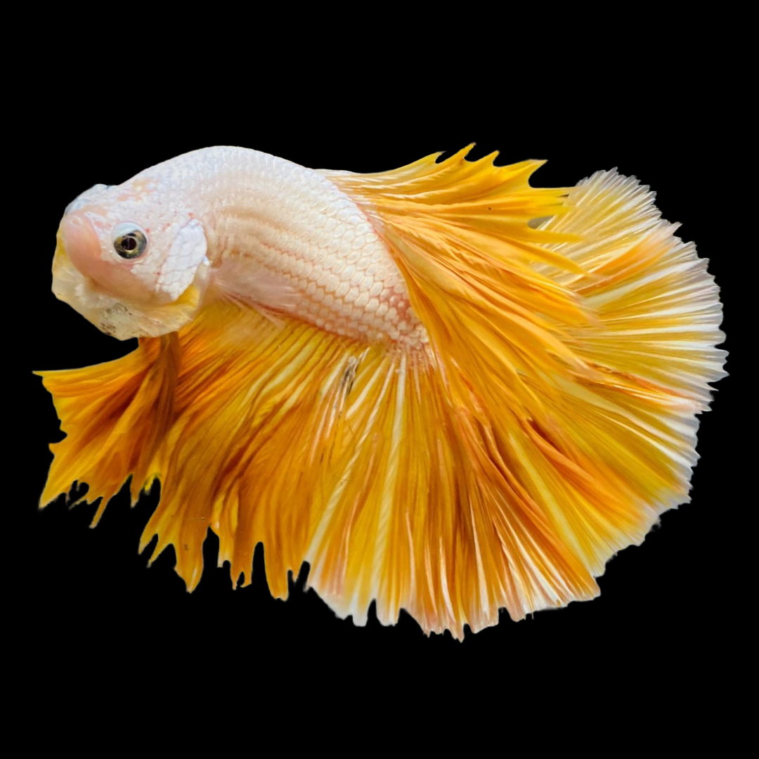 Yellow Dragon Halfmoon Male Betta Fish