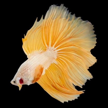 Yellow Dragon Halfmoon Male Betta Fish