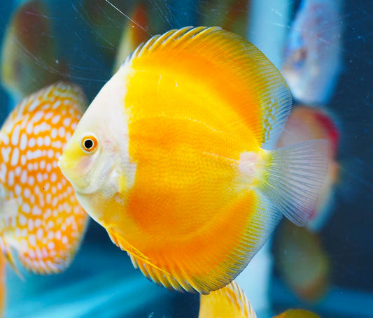 Yellow Melon Discus Fish
