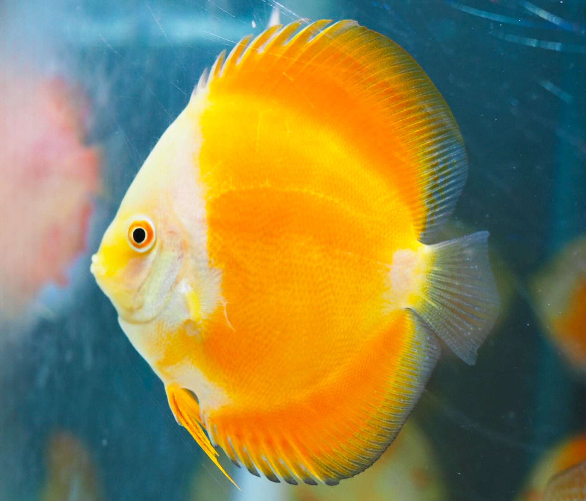 Yellow Melon Discus Fish