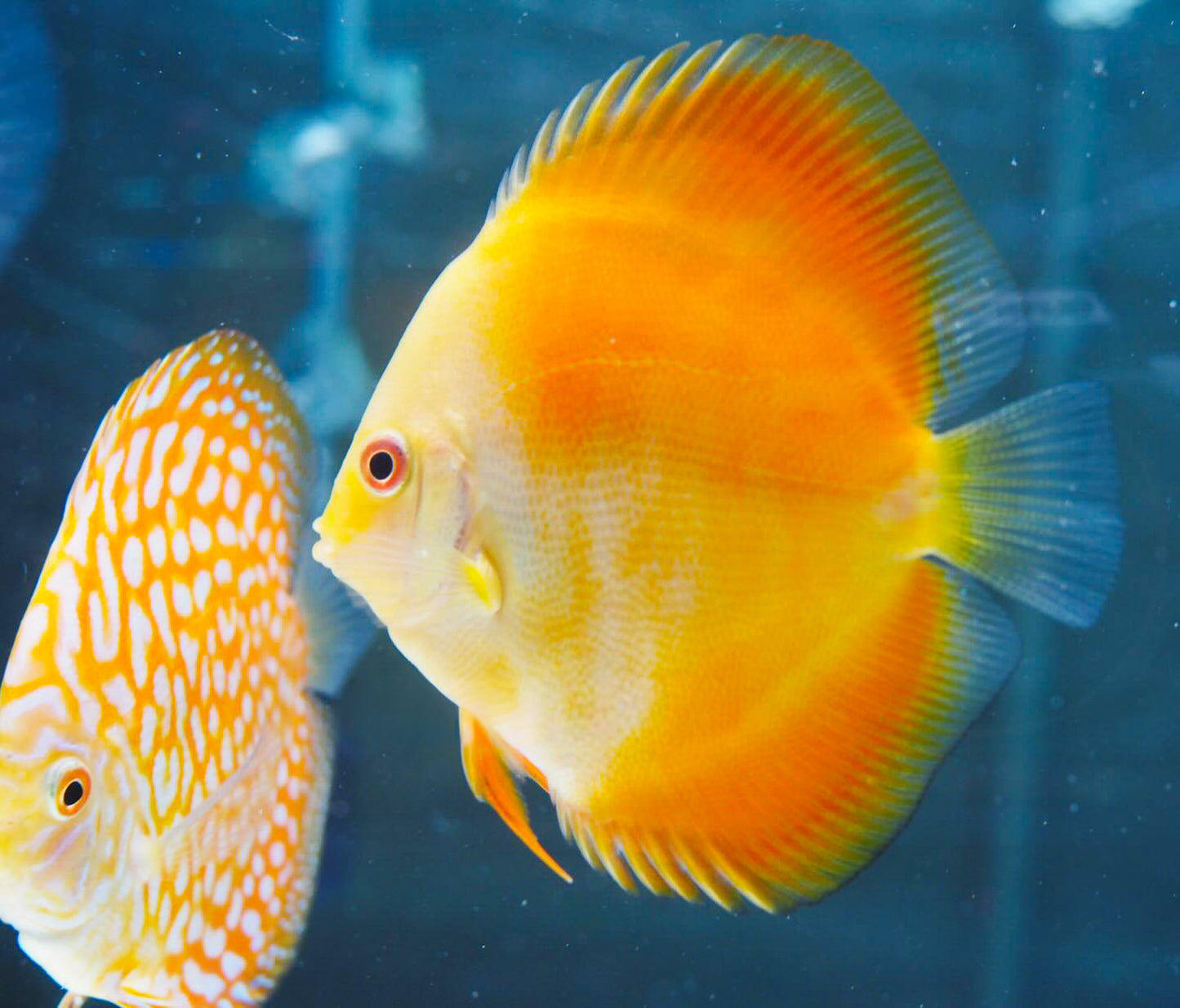 Yellow Melon Discus Fish
