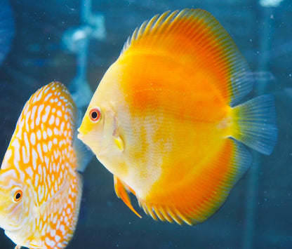 Yellow Melon Discus Fish
