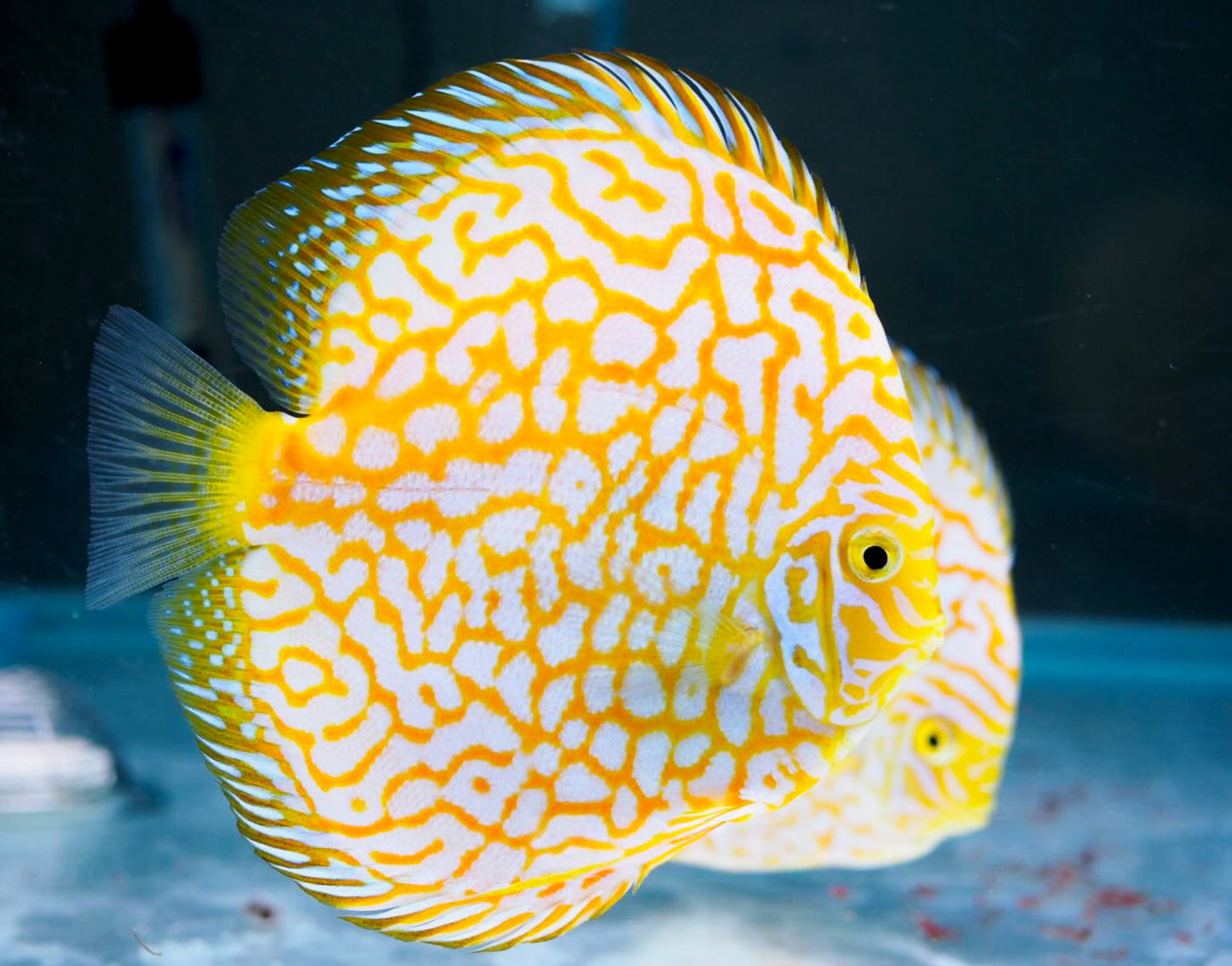 Yellow Pigeon Checkerboard Discus Fish