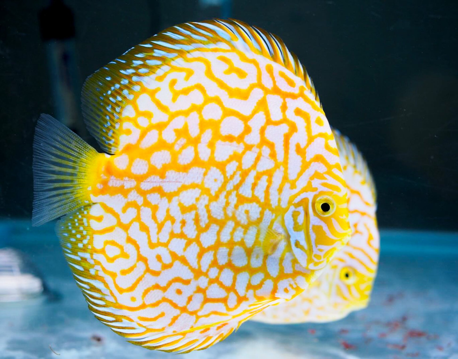 Yellow Pigeon Checkerboard Discus Fish