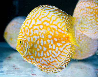 Yellow Pigeon Checkerboard Discus Fish