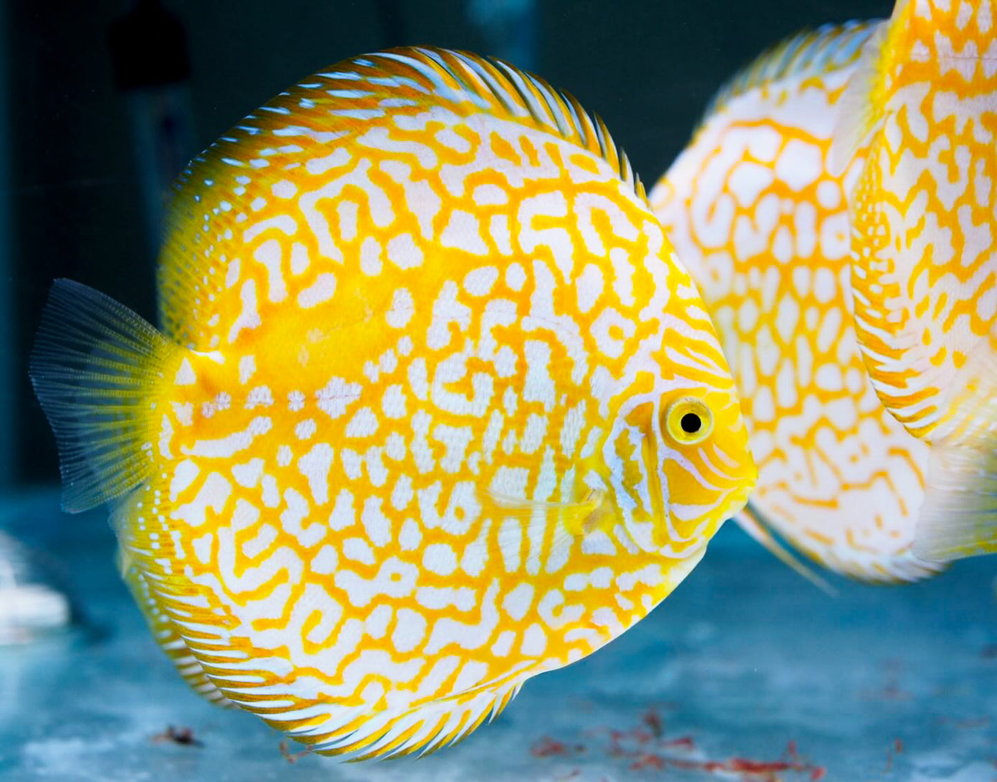 Yellow Pigeon Checkerboard Discus Fish