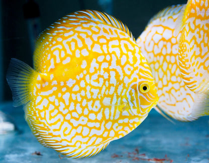 Yellow Pigeon Checkerboard Discus Fish