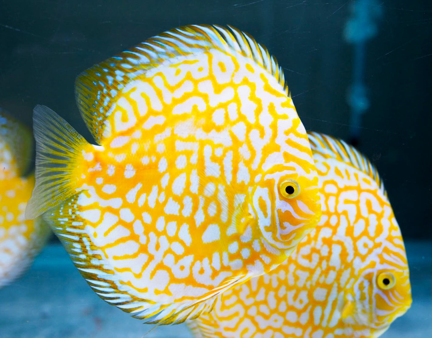Yellow Pigeon Checkerboard Discus Fish