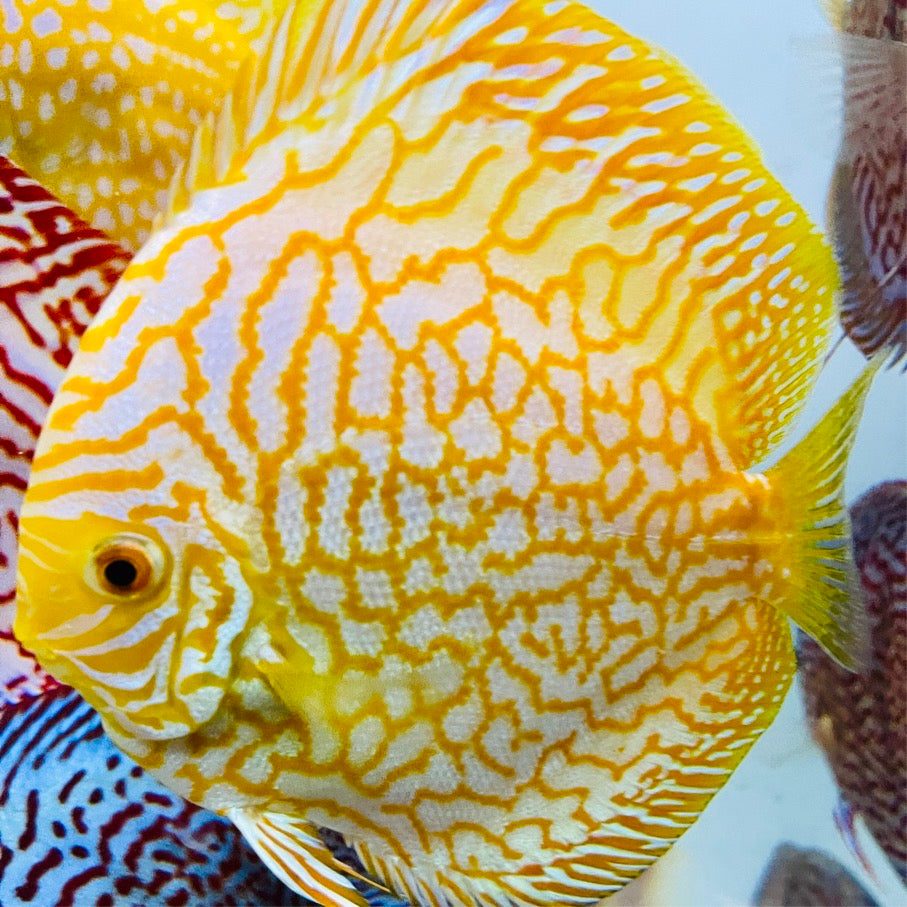 Yellow Pigeon Discus Fish