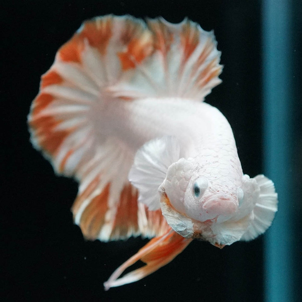 Yellow Snow Dragon Plakat Betta Fish with bright yellow fins and snowy white scales