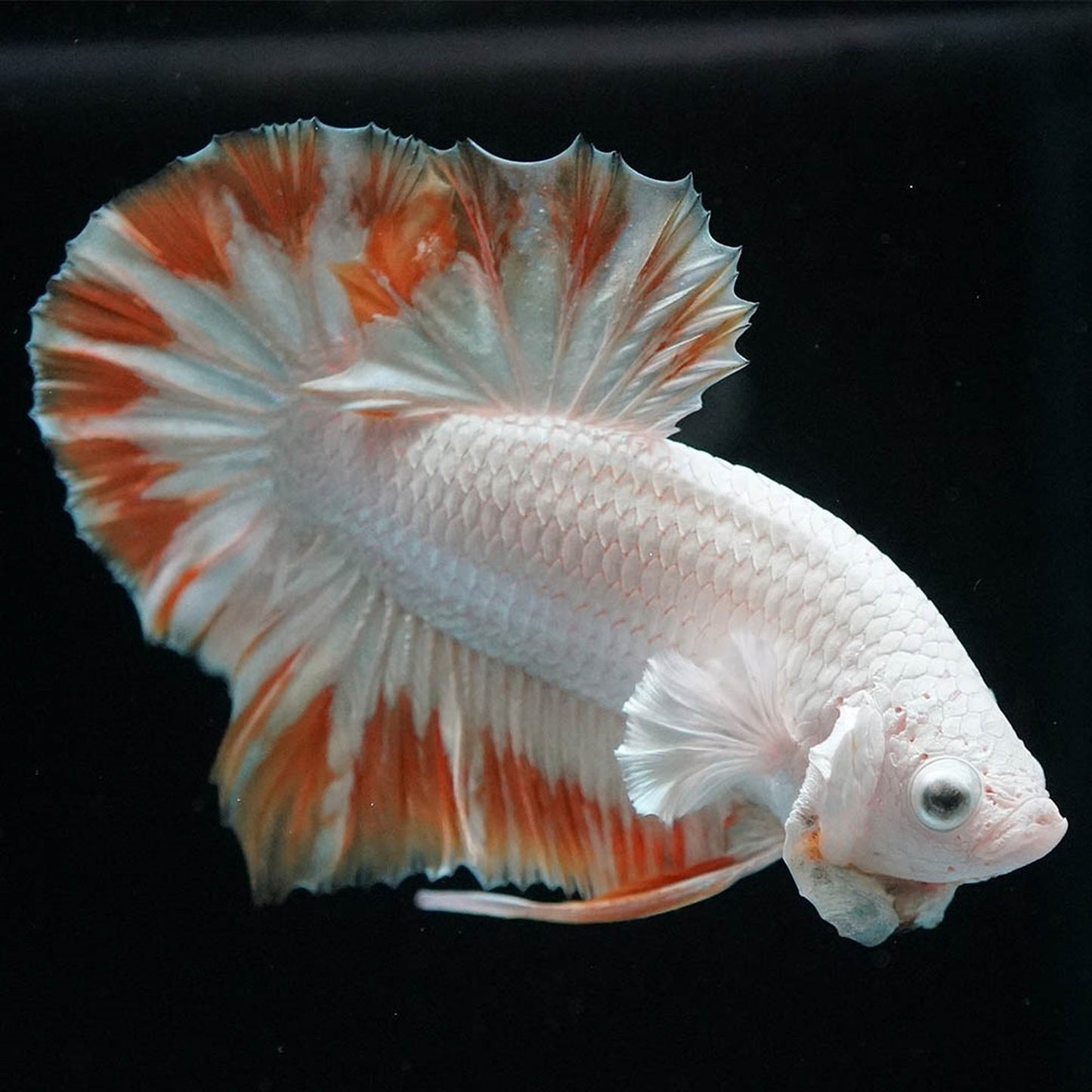 Yellow Snow Dragon Plakat Betta Fish with bright yellow fins and snowy white scales