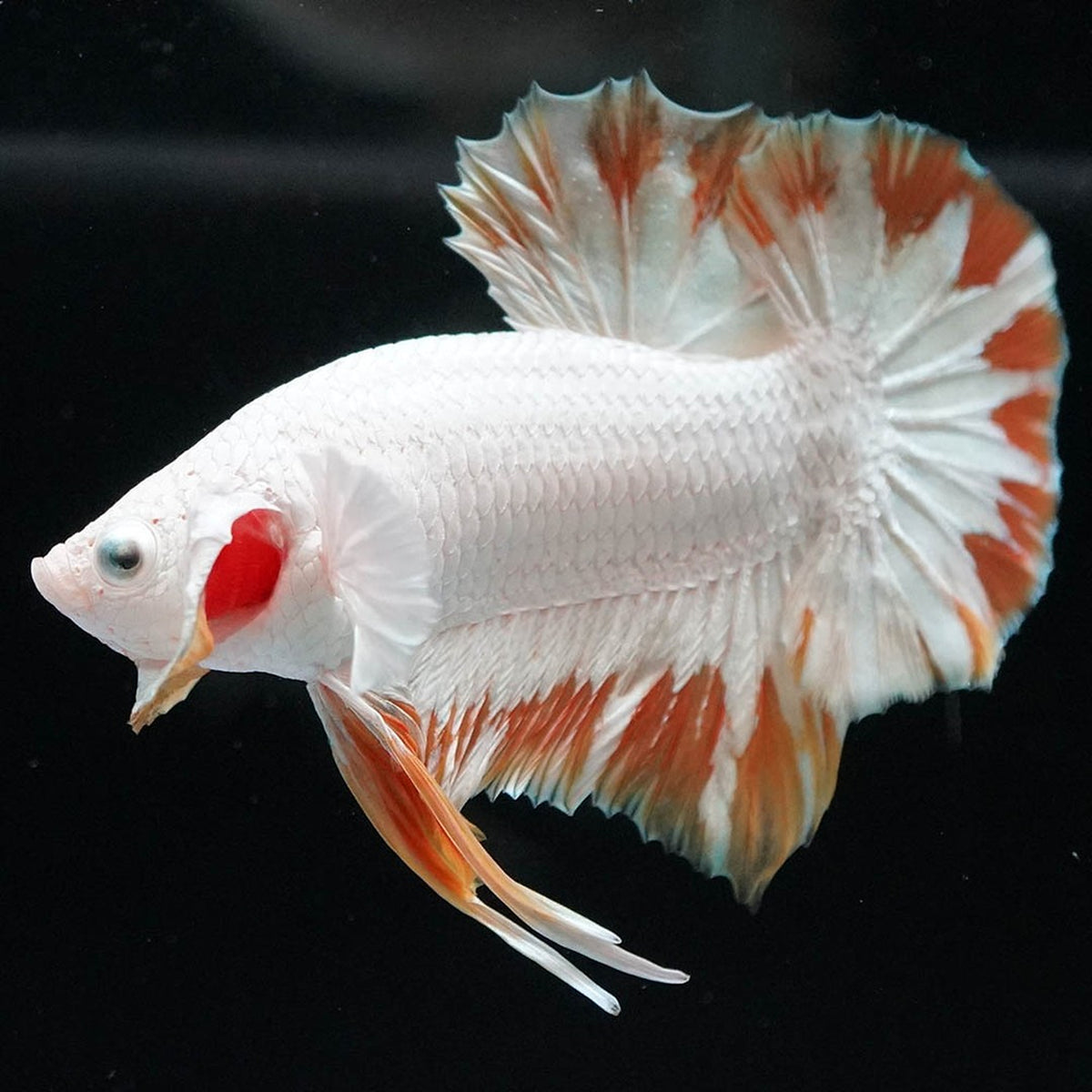 Yellow Snow Dragon Plakat Betta Fish with bright yellow fins and snowy white scales