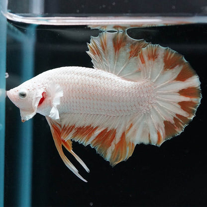 Yellow Snow Dragon Plakat Betta Fish with bright yellow fins and snowy white scales