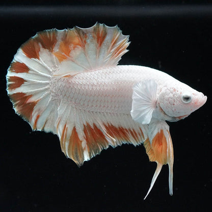 Yellow Snow Dragon Plakat Betta Fish with bright yellow fins and snowy white scales