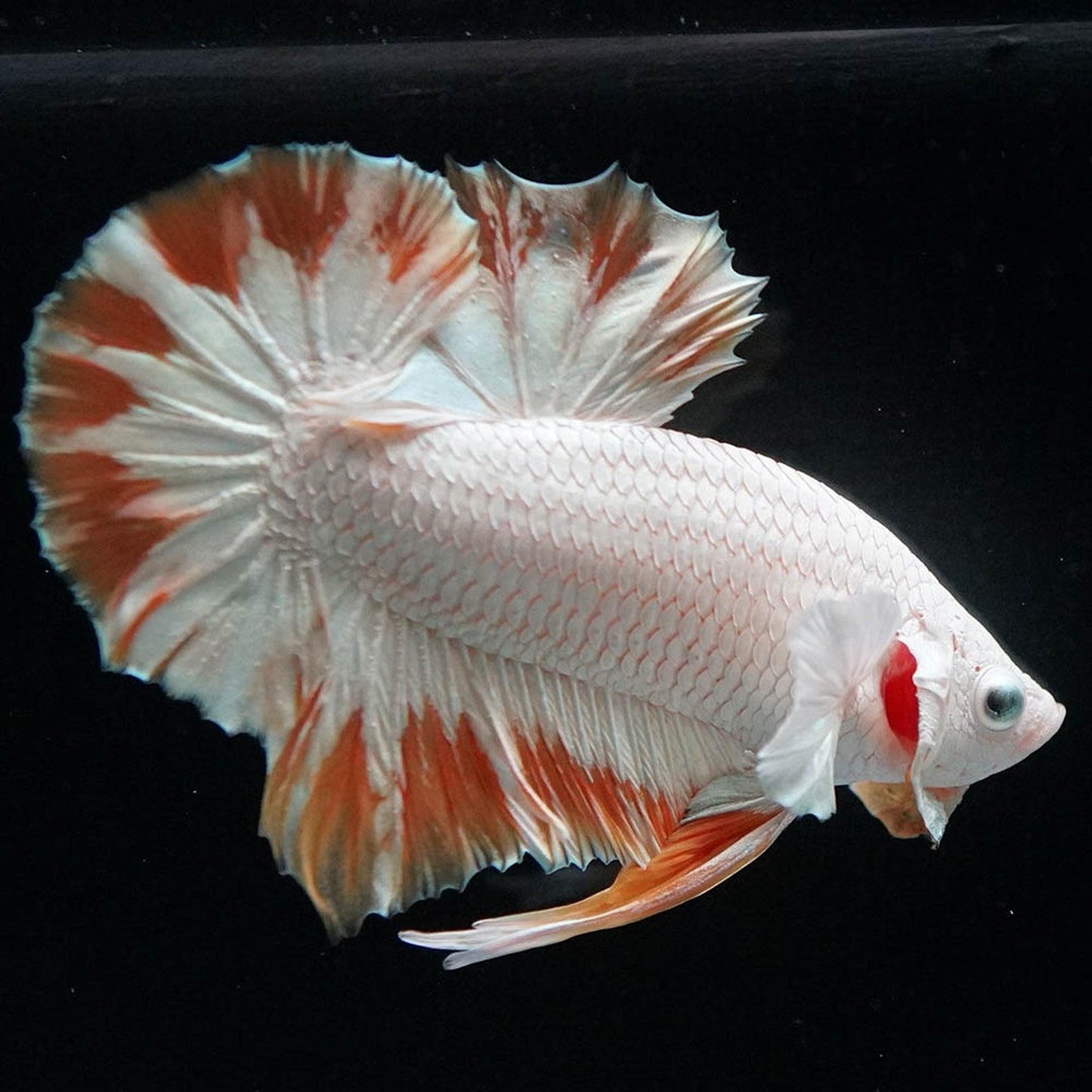 Yellow Snow Dragon Plakat Betta Fish with bright yellow fins and snowy white scales