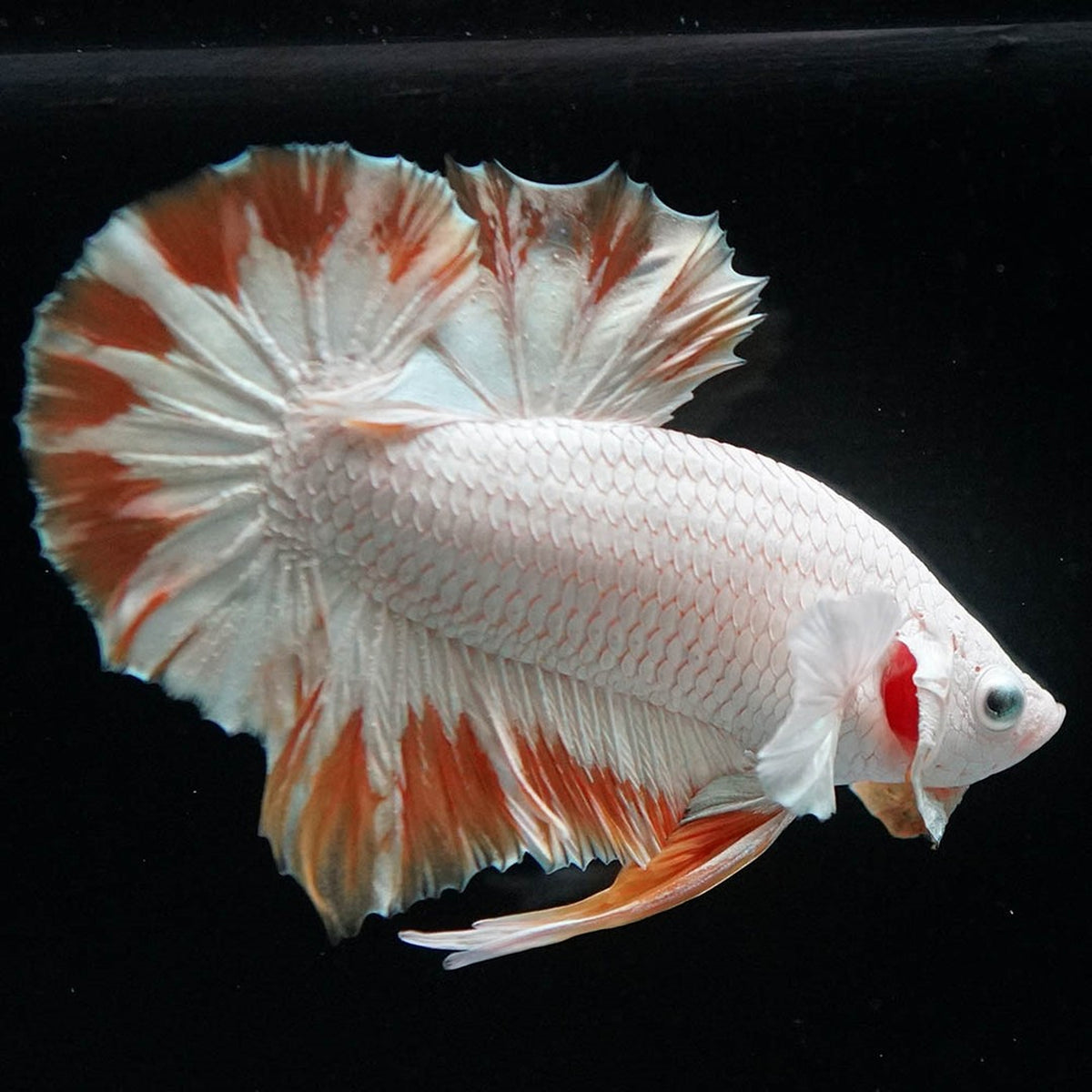 Yellow Snow Dragon Plakat Betta Fish with bright yellow fins and snowy white scales