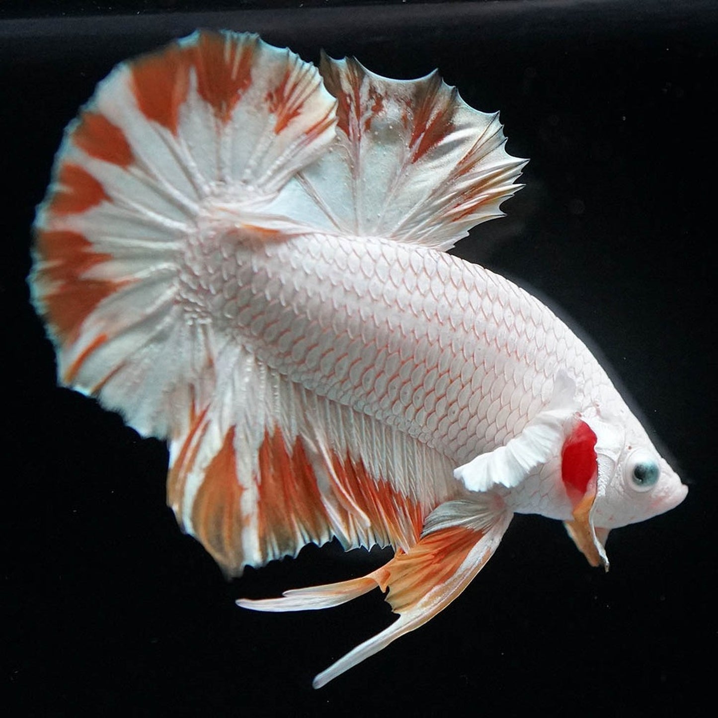 Yellow Snow Dragon Plakat Betta Fish with bright yellow fins and snowy white scales