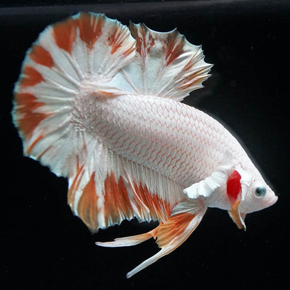 Yellow Snow Dragon Plakat Betta Fish with bright yellow fins and snowy white scales