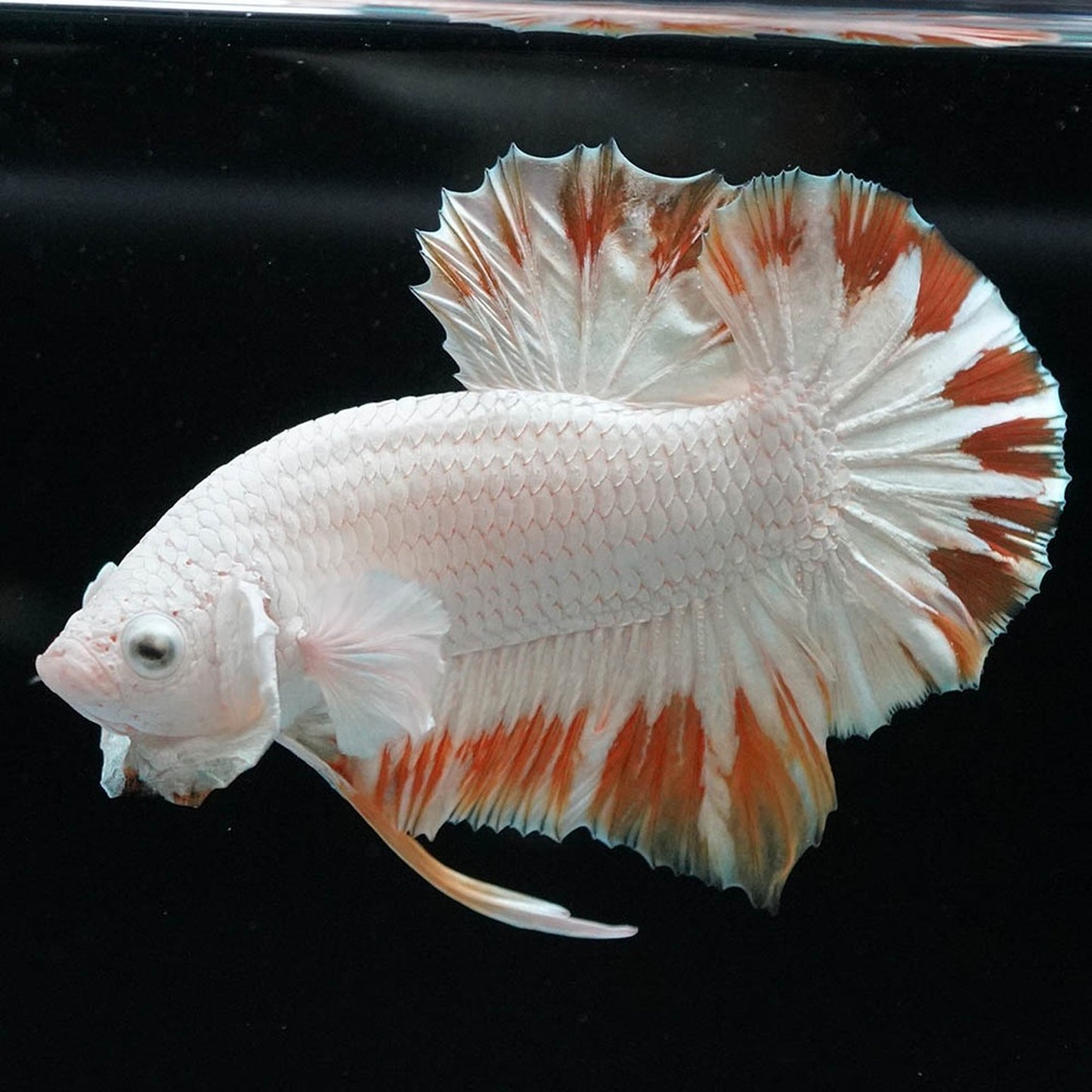 Yellow Snow Dragon Plakat Betta Fish with bright yellow fins and snowy white scales