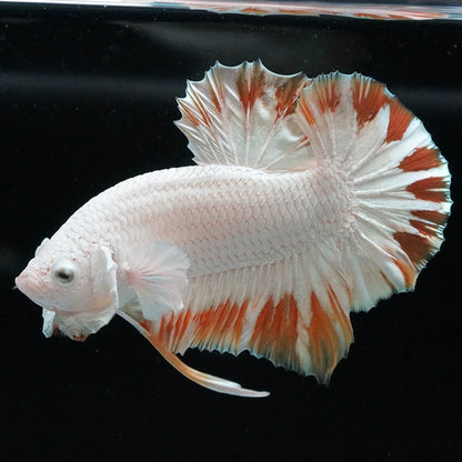 Yellow Snow Dragon Plakat Betta Fish with bright yellow fins and snowy white scales
