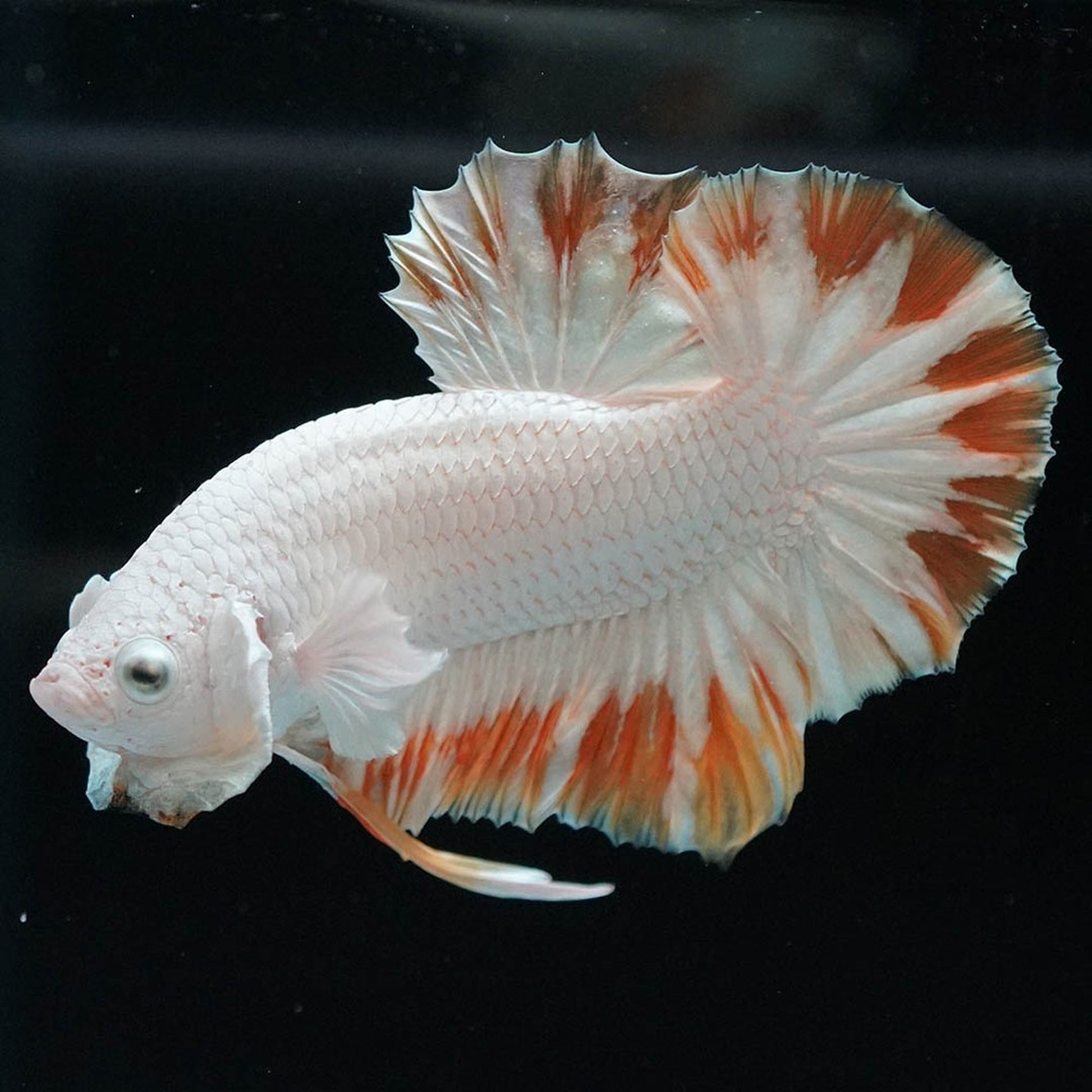 Yellow Snow Dragon Plakat Betta Fish with bright yellow fins and snowy white scales